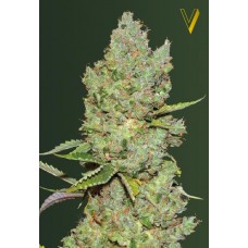 Семена конопли Auto Critical Автофеминизированные Victory seeds